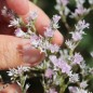Preview: Tatarischer Meerlavendel (Samen)