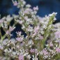 Preview: Tatarischer Meerlavendel (Samen)