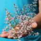 Preview: Tatarischer Meerlavendel (Samen)