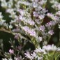 Preview: Tatarischer Meerlavendel (Samen)