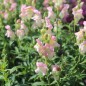 Preview: Löwenmäulchen Appleblossom (Samen)