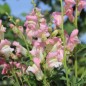 Preview: Löwenmäulchen Appleblossom (Samen)