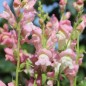 Preview: Löwenmäulchen Appleblossom (Samen)