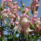 Preview: Löwenmäulchen Appleblossom (Samen)