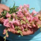 Preview: Löwenmäulchen Appleblossom (Samen)