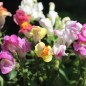 Preview: Löwenmäulchen Bicolor and Dark (Samen)