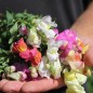 Preview: Löwenmäulchen Bicolor and Dark (Samen)