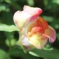 Preview: Löwenmäulchen Bicolor and Dark (Samen)