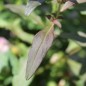 Preview: Löwenmäulchen Bicolor and Dark (Samen)
