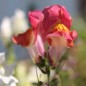Preview: Löwenmäulchen Bicolor and Dark (Samen)