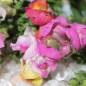 Preview: Löwenmäulchen Bicolor and Dark (Samen)