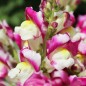 Preview: Löwenmäulchen Cherry Twist (Samen)