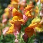 Preview: Löwenmäulchen Orange Wonder (Samen)