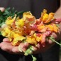 Preview: Löwenmäulchen Orange Wonder (Samen)