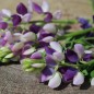 Preview: Duft-Lupine niedrig (Samen)