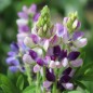 Preview: Duft-Lupine niedrig (Samen)
