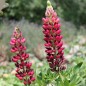 Preview: Lupine Edelknabe als blühendes Bodenwunder (Samen)