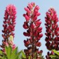 Preview: Lupine Edelknabe als blühendes Bodenwunder (Samen)