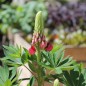 Preview: Lupine Edelknabe als blühendes Bodenwunder (Samen)