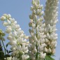 Preview: Lupine Fräulein als blühendes Bodenwunder (Samen)