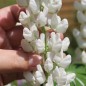 Preview: Lupine Fräulein als blühendes Bodenwunder (Samen)
