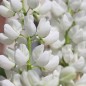 Preview: Lupine Fräulein als blühendes Bodenwunder (Samen)