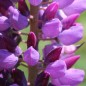 Preview: Lupine Kastellan als blühendes Bodenwunder (Samen)