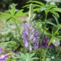 Preview: Lupine Kastellan als blühendes Bodenwunder (Samen)