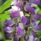 Preview: Lupine Kastellan als blühendes Bodenwunder (Samen)