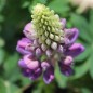 Preview: Lupine Kastellan als blühendes Bodenwunder (Samen)