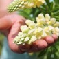 Preview: Lupine Kronleuchter als blühendes Bodenwunder (Samen)