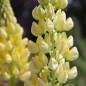 Preview: Lupine Kronleuchter als blühendes Bodenwunder (Samen)