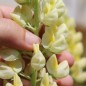 Preview: Lupine Kronleuchter als blühendes Bodenwunder (Samen)