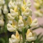 Preview: Lupine Kronleuchter als blühendes Bodenwunder (Samen)