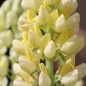 Preview: Lupine Kronleuchter als blühendes Bodenwunder (Samen)