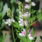 Preview: Duft-Lupine Pink Fairy (Samen)