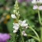 Preview: Duft-Lupine niedrig (Samen)