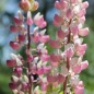 Preview: Lupine Schlossfrau als blühendes Bodenwunder (Samen)