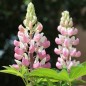 Preview: Lupine Schlossfrau als blühendes Bodenwunder (Samen)