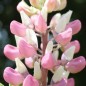 Preview: Lupine Schlossfrau als blühendes Bodenwunder (Samen)