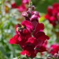 Preview: Löwenmäulchen Black Prince (Samen)