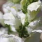 Preview: Löwenmäulchen Snowflake (Samen)
