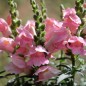 Preview: Löwenmäulchen The Rose (Samen)