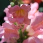 Preview: Löwenmäulchen The Rose (Samen)