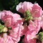 Preview: Löwenmäulchen The Rose (Samen)