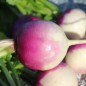 Preview: Mairübchen Globe à Collet Violet (Samen)