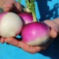 Preview: Mairübchen Globe à Collet Violet (Samen)