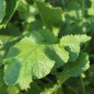 Preview: Mairübchen Hinnona Kabu (Samen)