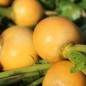 Preview: Mairübchen Jaune Boule d'Or (Samen)