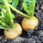 Preview: Mairübchen Jaune Boule d'Or (Samen)